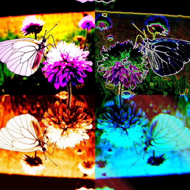 The dark side of the butterfly