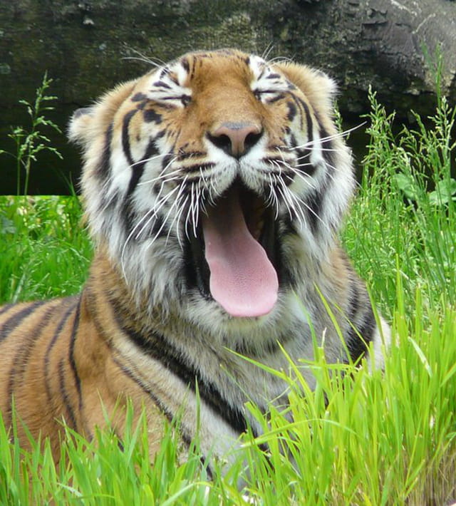 Tigre