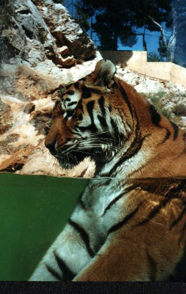 Tigre