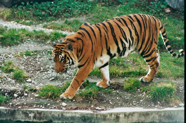 Tigre