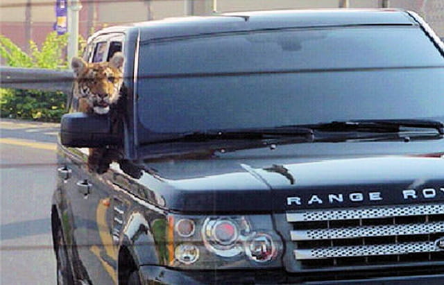 Tigre à Dubaï