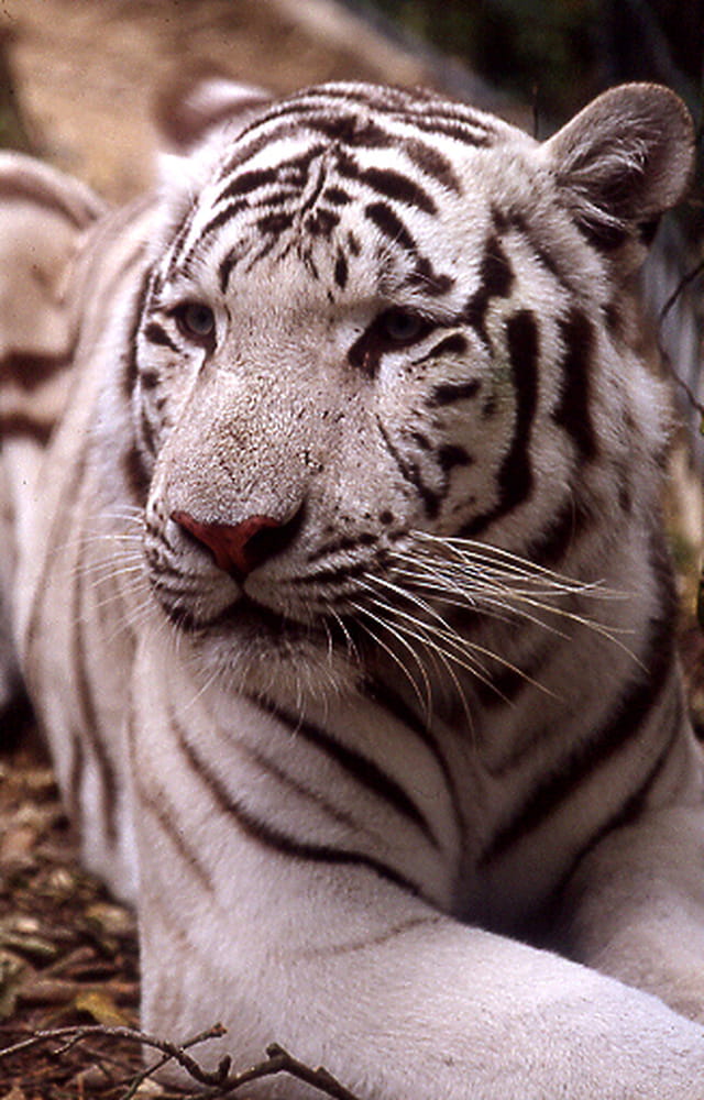 Tigre blanc