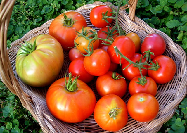 Tomate bio de mon jardin
