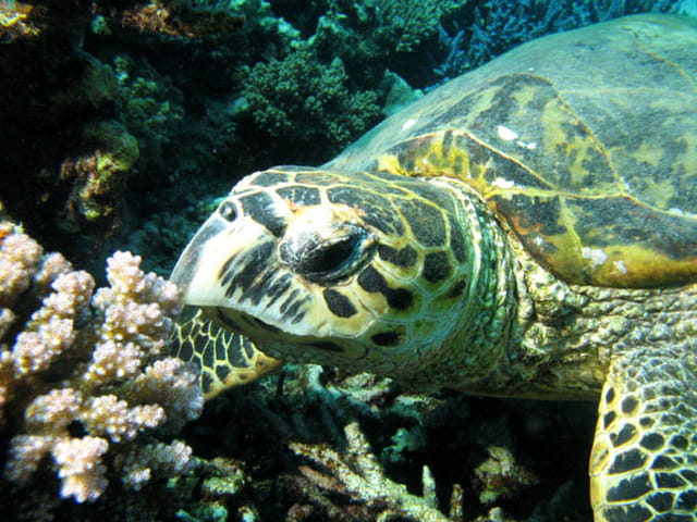 Tortue