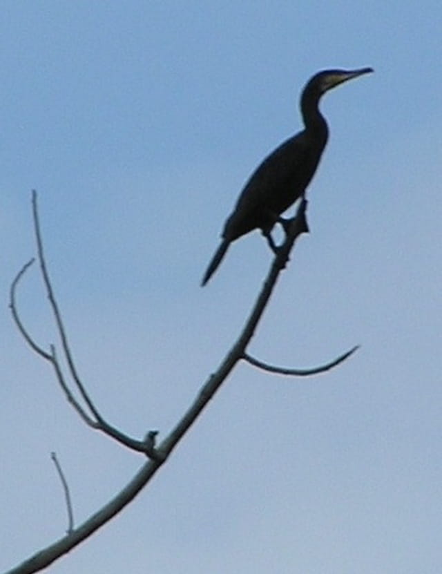 Toujours plus haut : Le cormoran