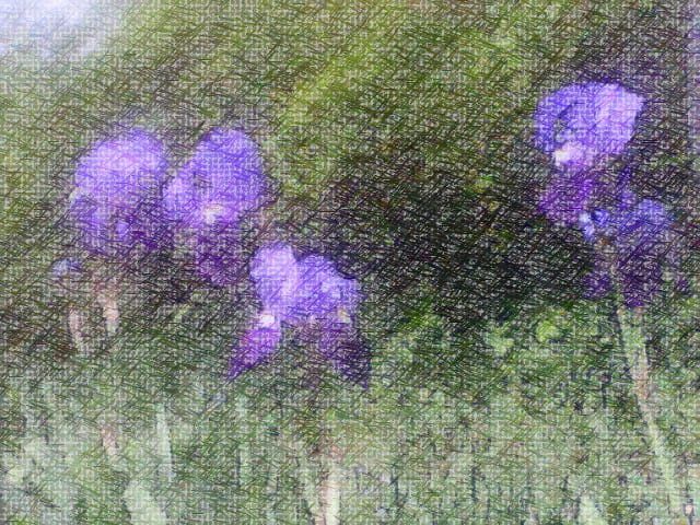 Iris