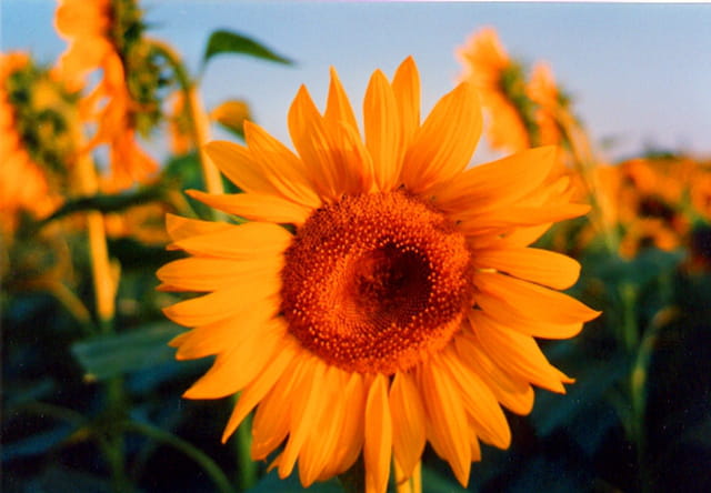 Tournesols au coucher