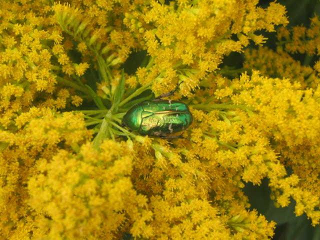 Tout en vert