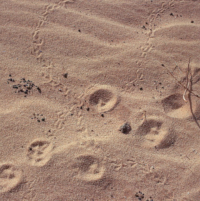 Traces de chameau