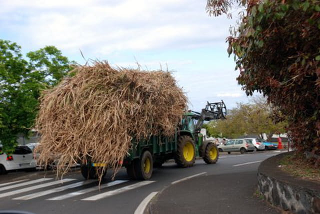 transport de cannes à sucre