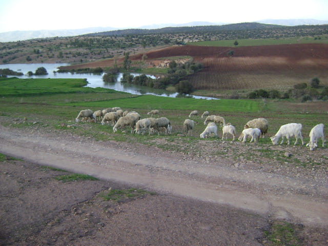 Troupeau de moutons
