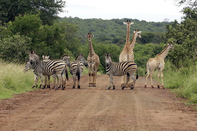 Troupeau girafes et zébres-02