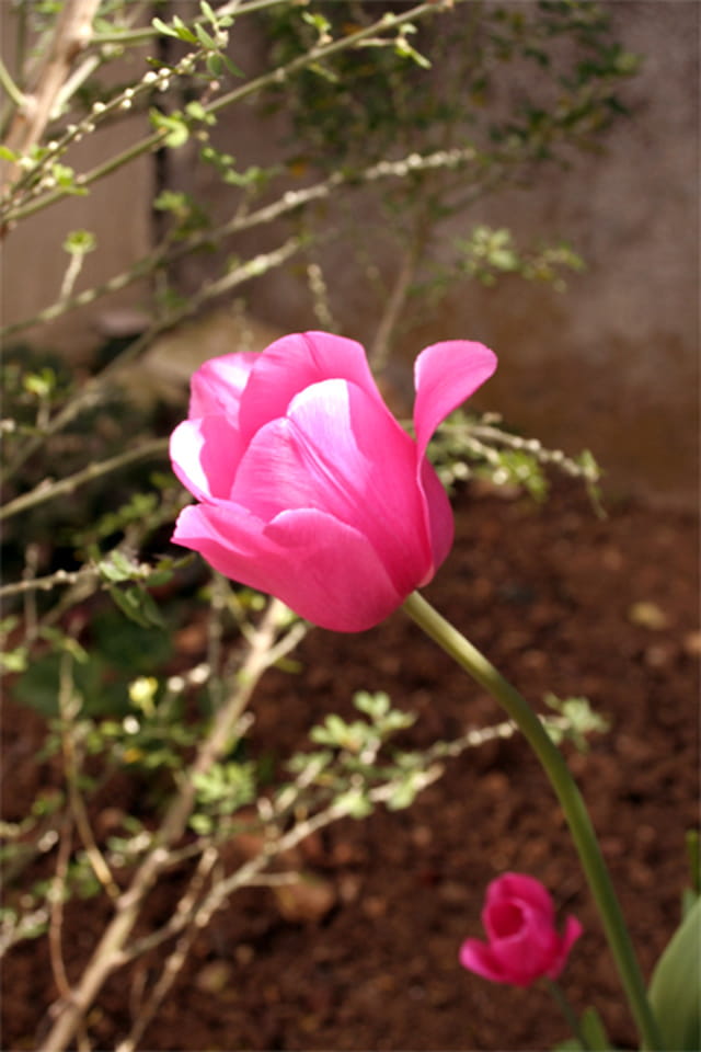Tulipe rose