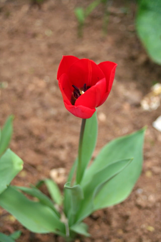 Tulipe rouge