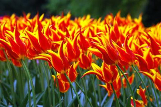 Tulipes