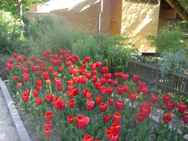Tulipes rouges