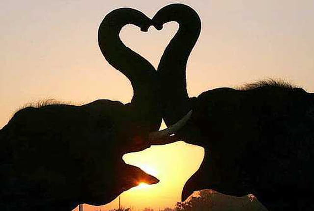 un amour d'éléphant