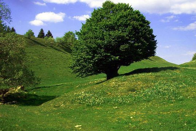 Un arbre dans les nuages
