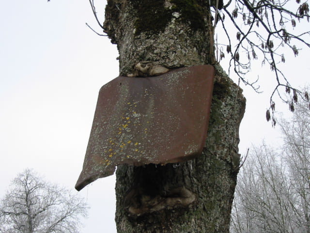 Un arbre dévorant une pancarte