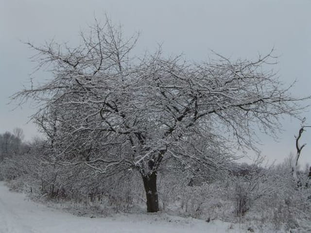 Un arbre en hiver