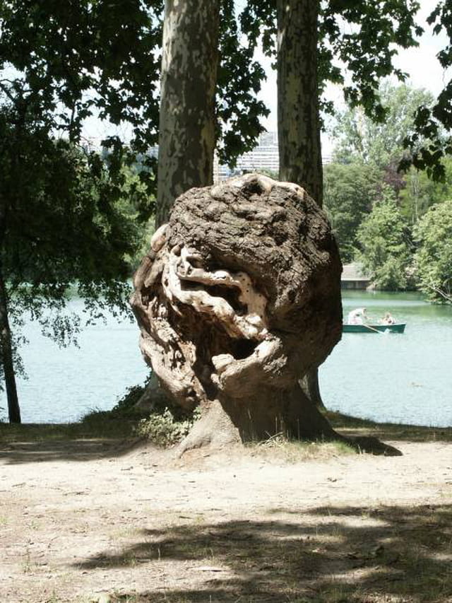 Un arbre exceptionnel