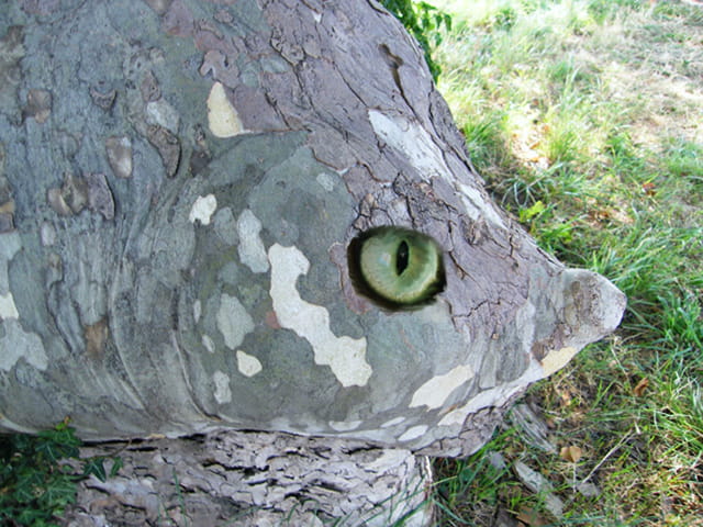 Un arbre ,un animal insolite