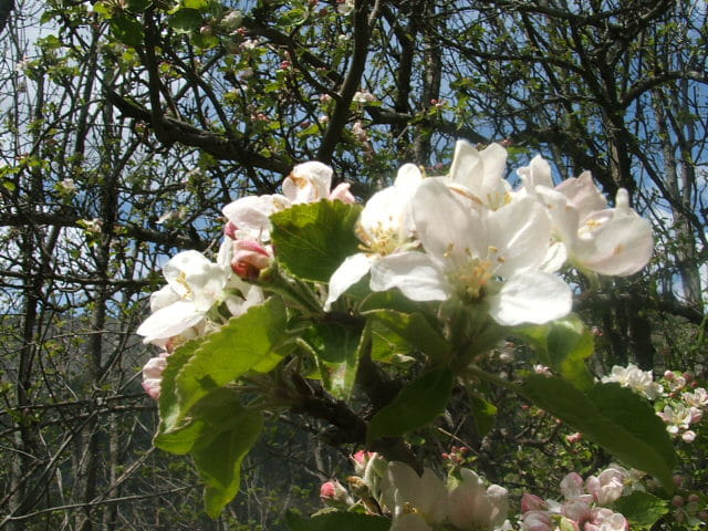 UN BOUQUET DE PRINTEMPS