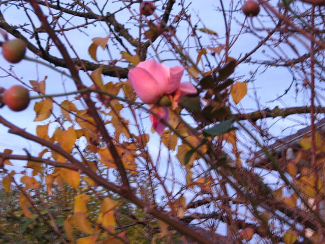 Un Bouton de rose