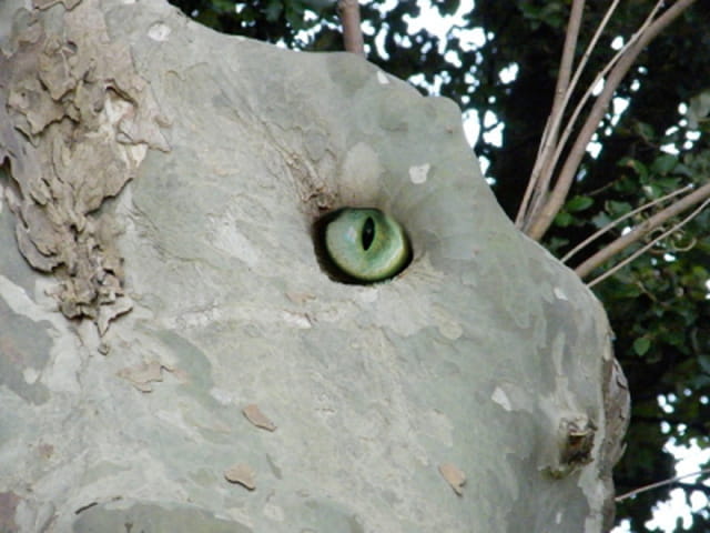 Un chat dans un arbre