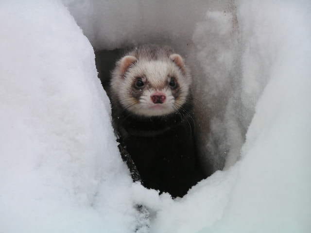 Un furet à la neige