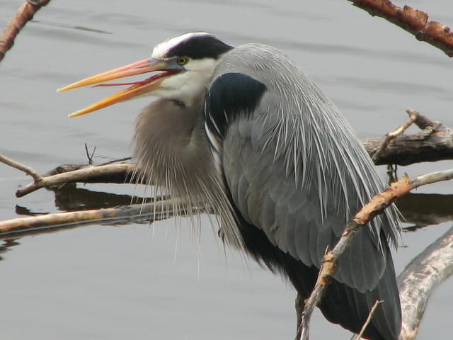 Un Heron sur le Mississippi
