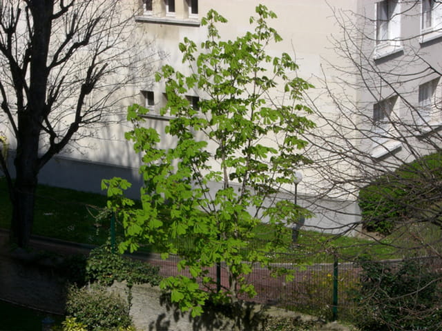 Un jeune bouleau