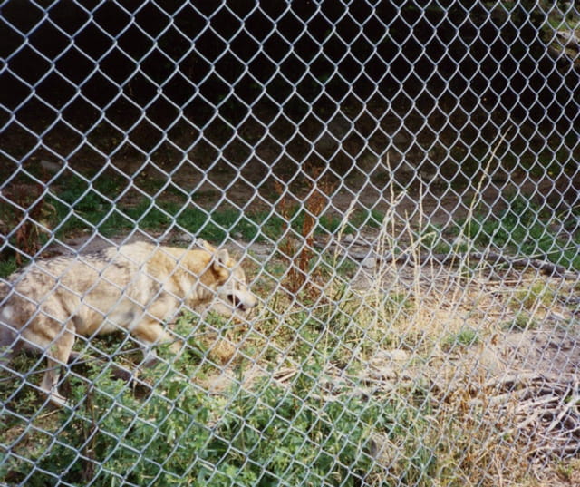 Un loup
