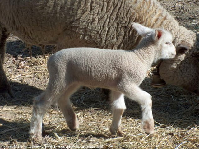 Un petit agneau