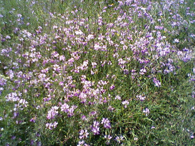 Un tapis de fleurs sauvages