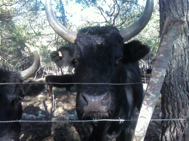 Un taureau de Camargue