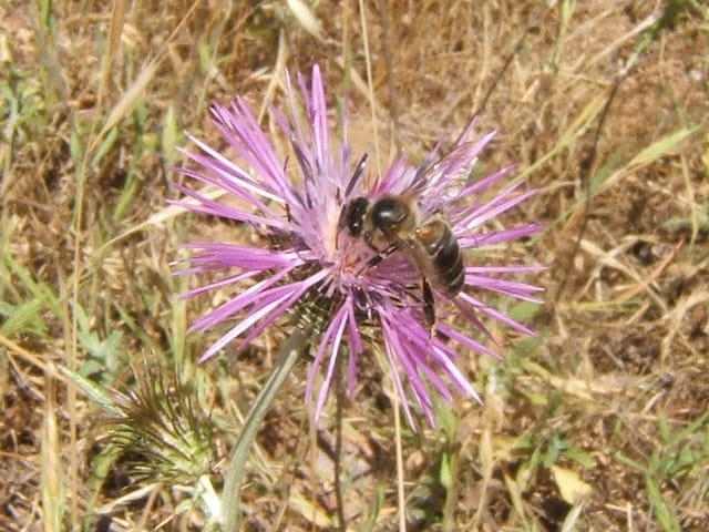 Une abeille au travail