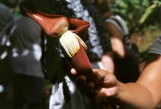 Une Bananeraie