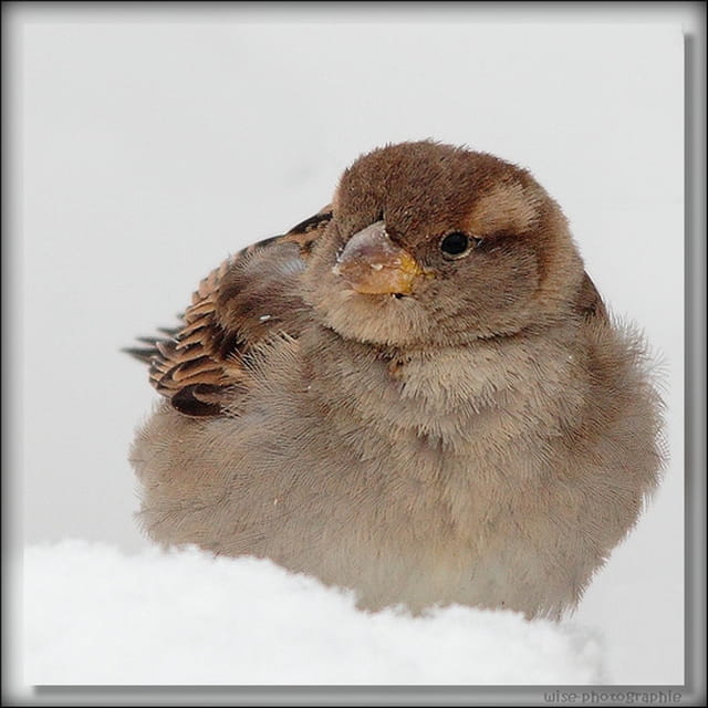 une boule de plumes 2 !!!