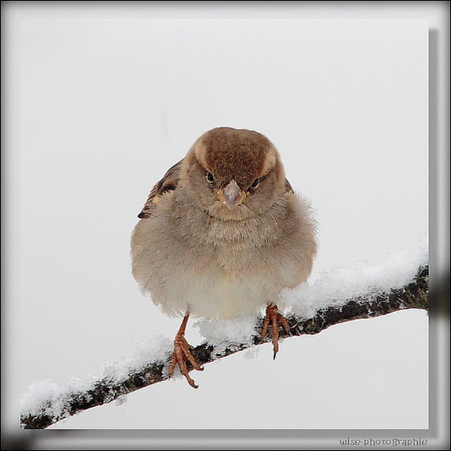 une boule de plumes !!!