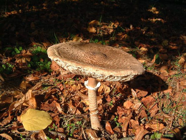 Une jolie coulemelle