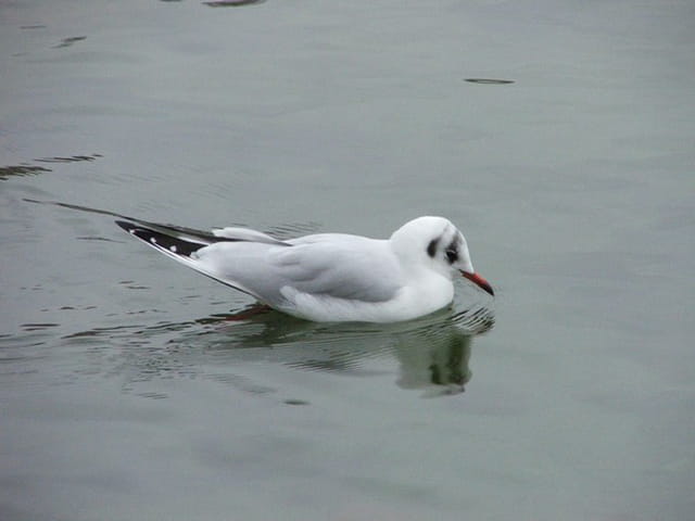 Une mouette à Paris