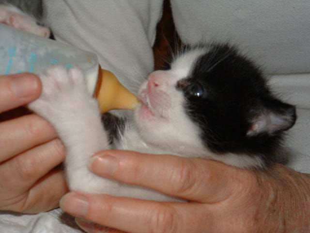 Une petite faim