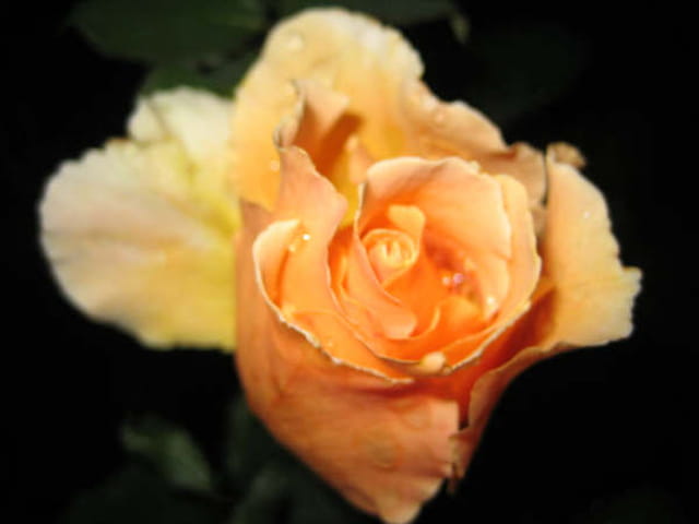 Une rose à peine éclose