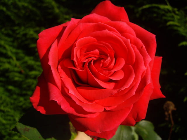 Une rose rouge