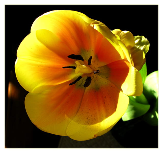 Une tulipe jaune