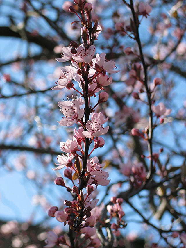 V'la l'printemps
