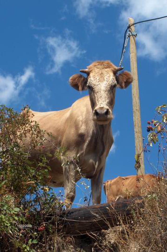 Vache corse