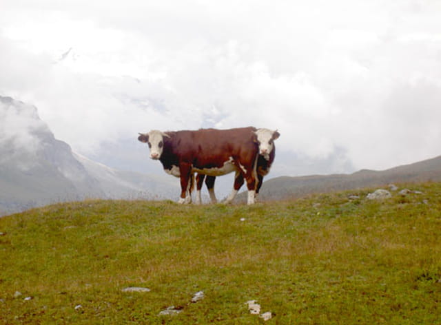 Vaches folles ?