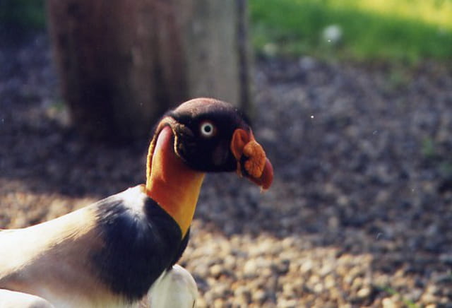 Vautour pape